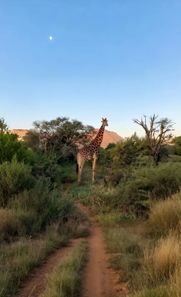 Giraffe standing on a path in open savanna landscape