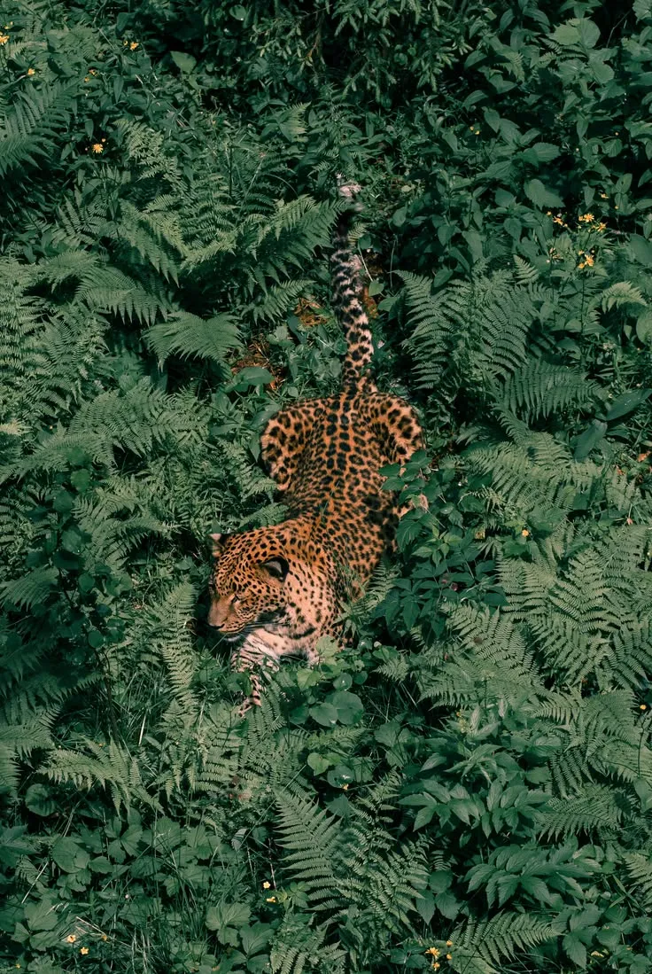 Leopard resting among dense green ferns